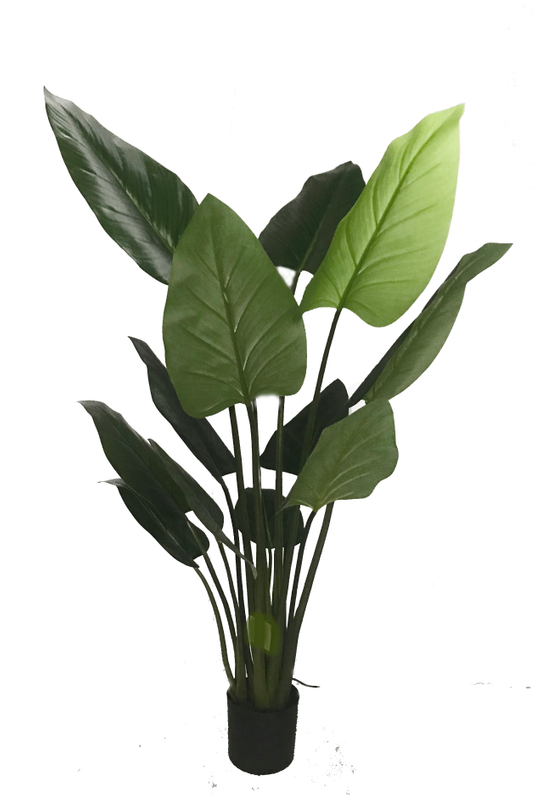 145cm Philodendron