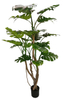190cm Monstera Plant