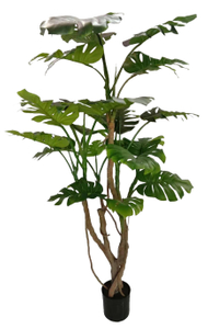190cm Monstera Plant