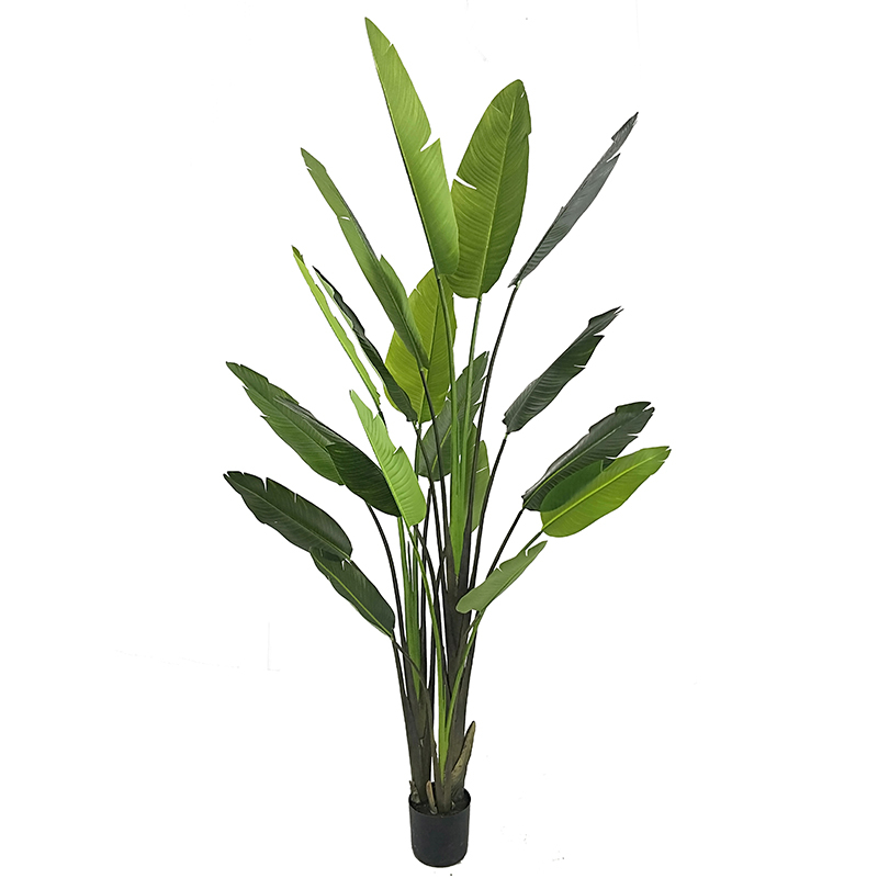 240cm Giant Bird of Paradise