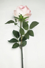 Great Circle Rose