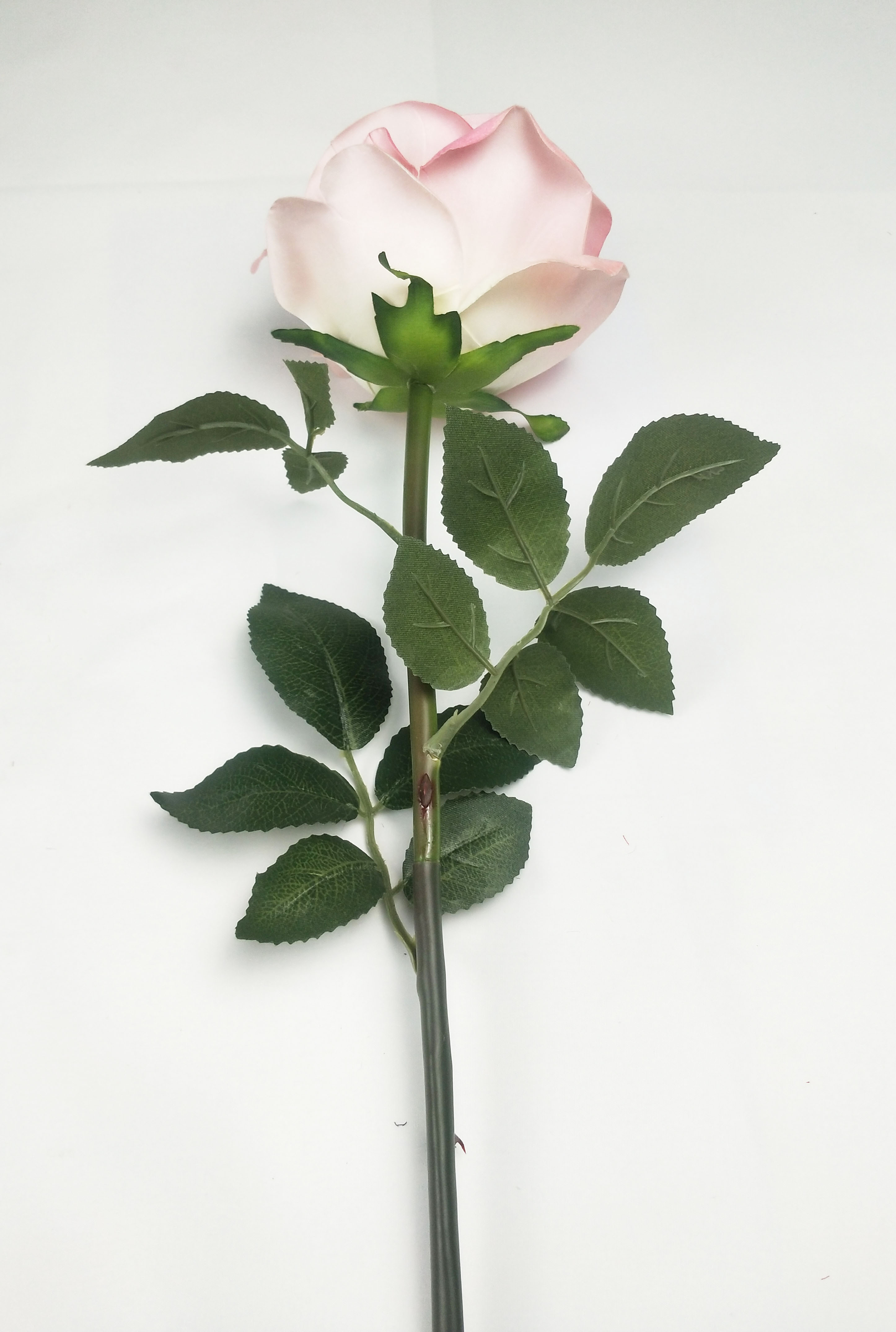 Great Circle Rose