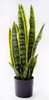 57cm Abram Tiger