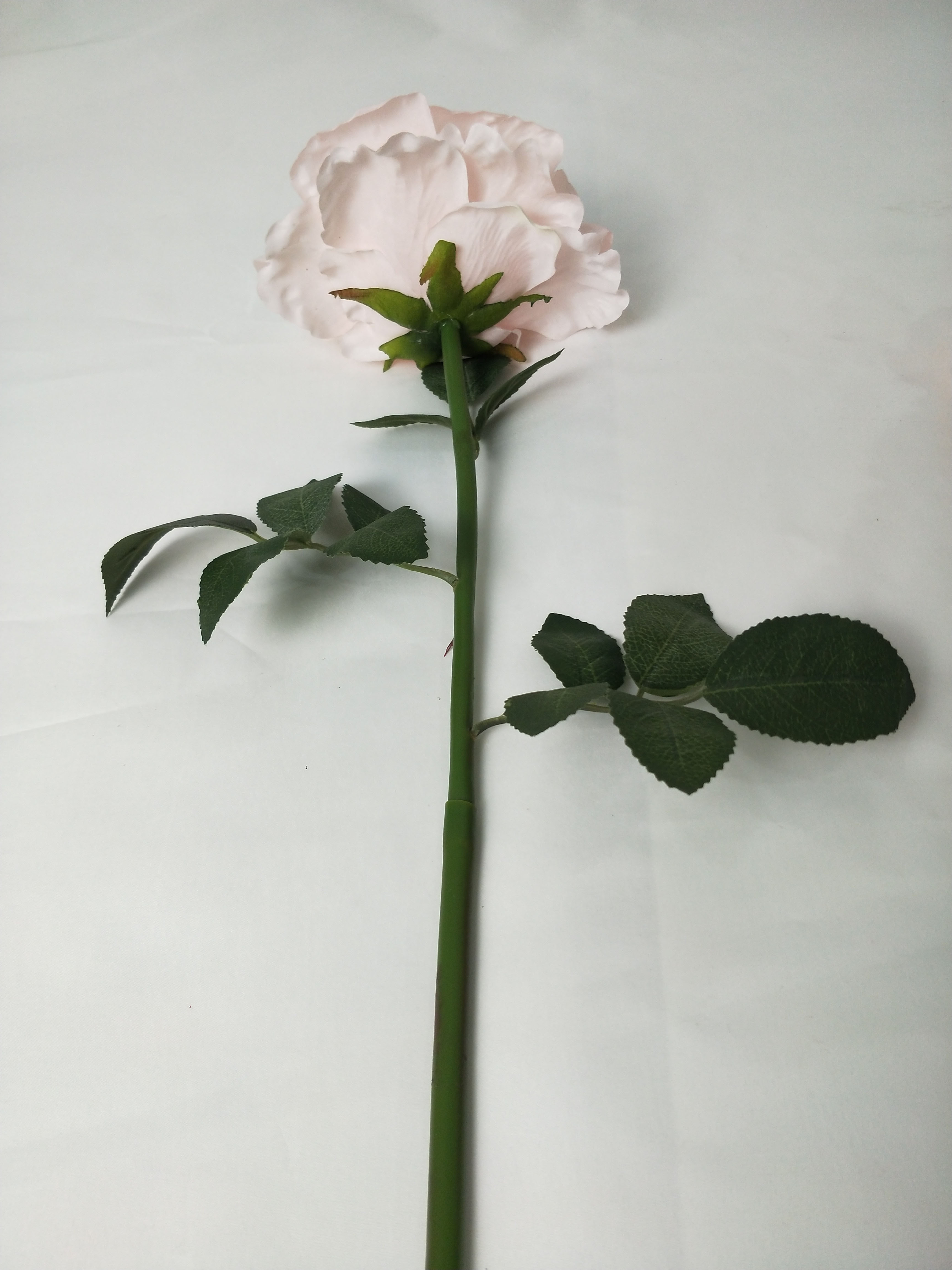 Single New Wrinkled Large Rose