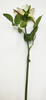 Single High-stamen Rose