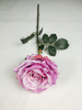 Riches No. 2 Rose