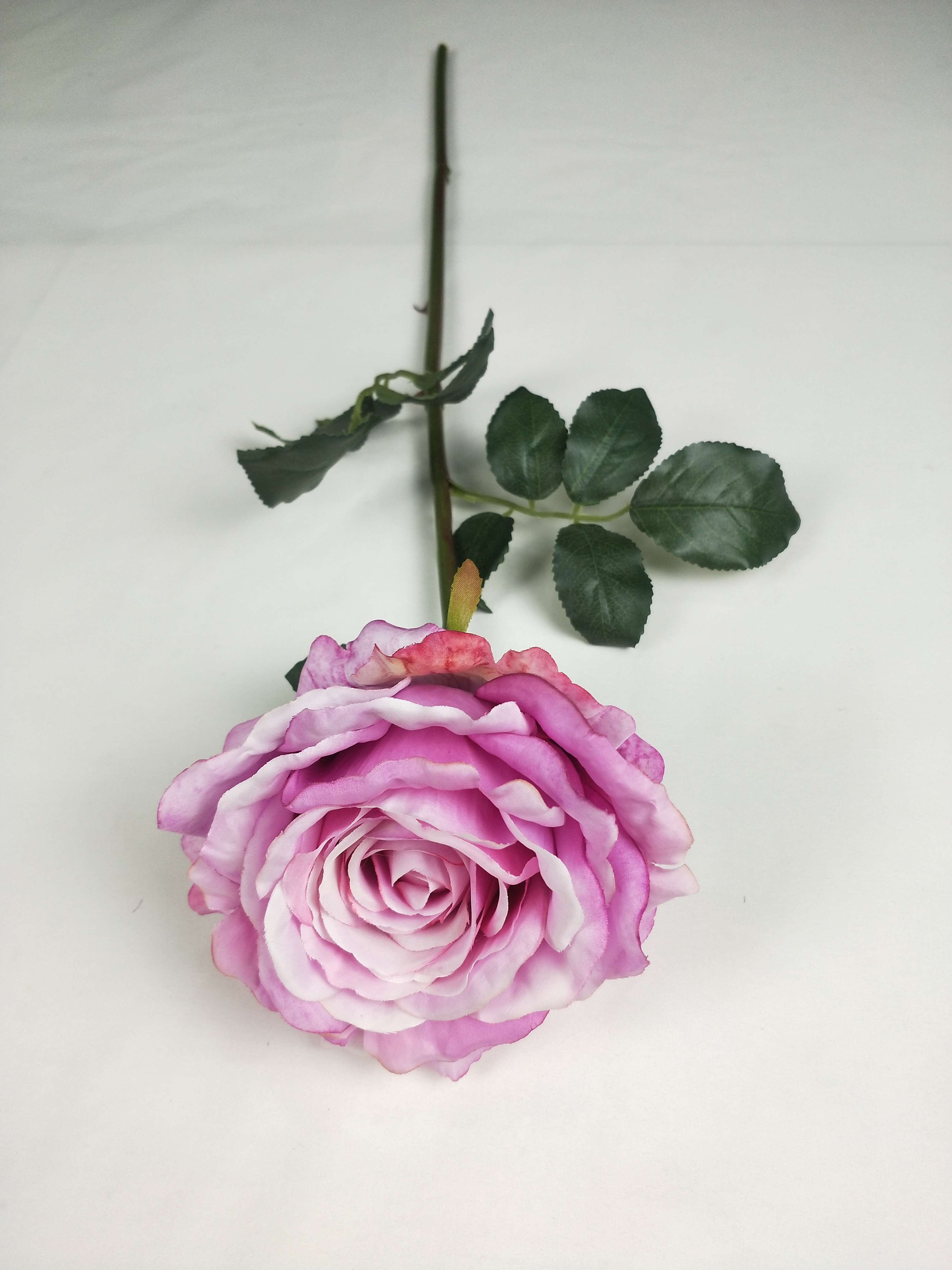 Riches No. 2 Rose