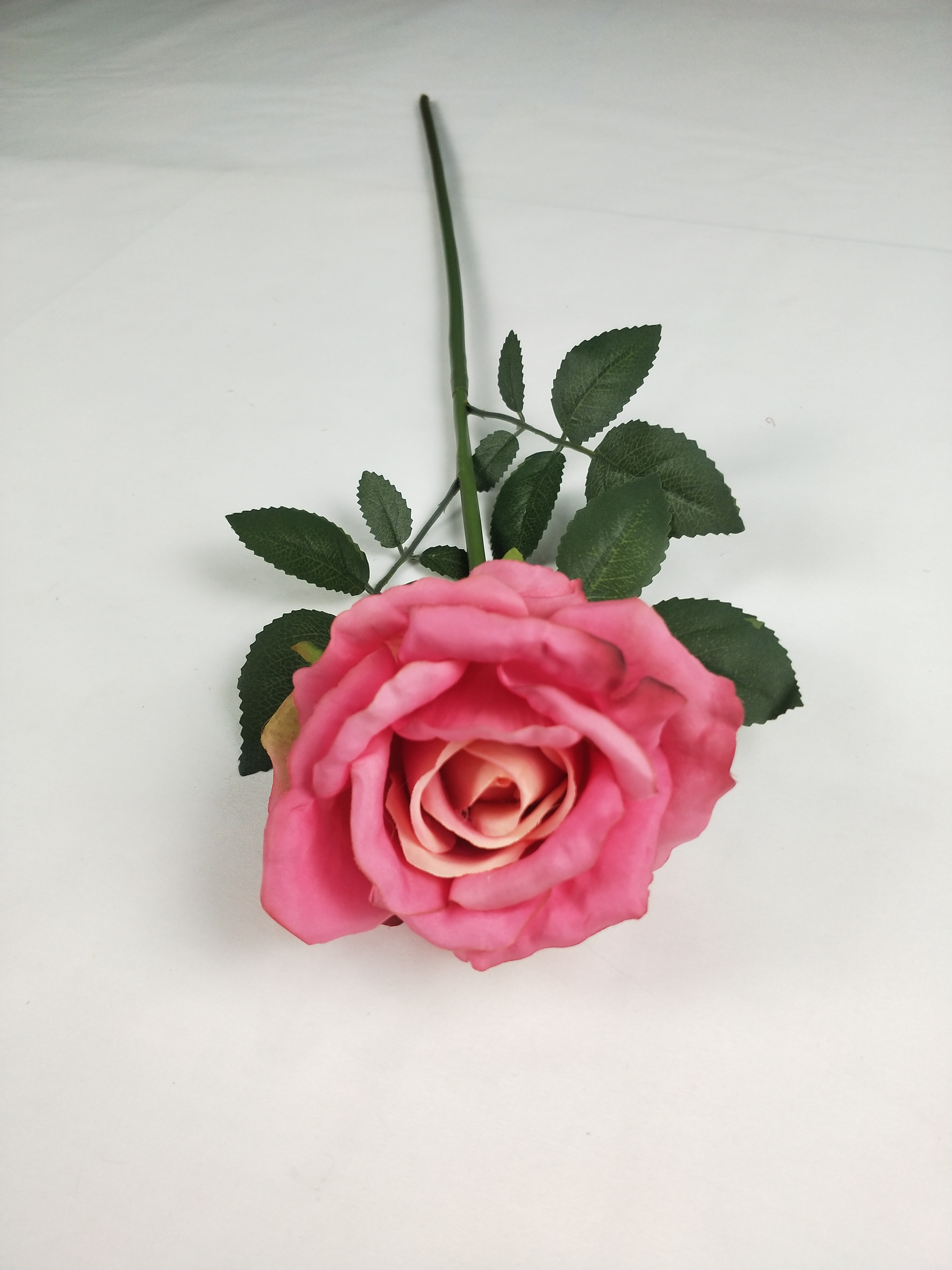 Single Newly Wrinkled Rose