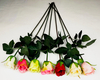 Rosebud