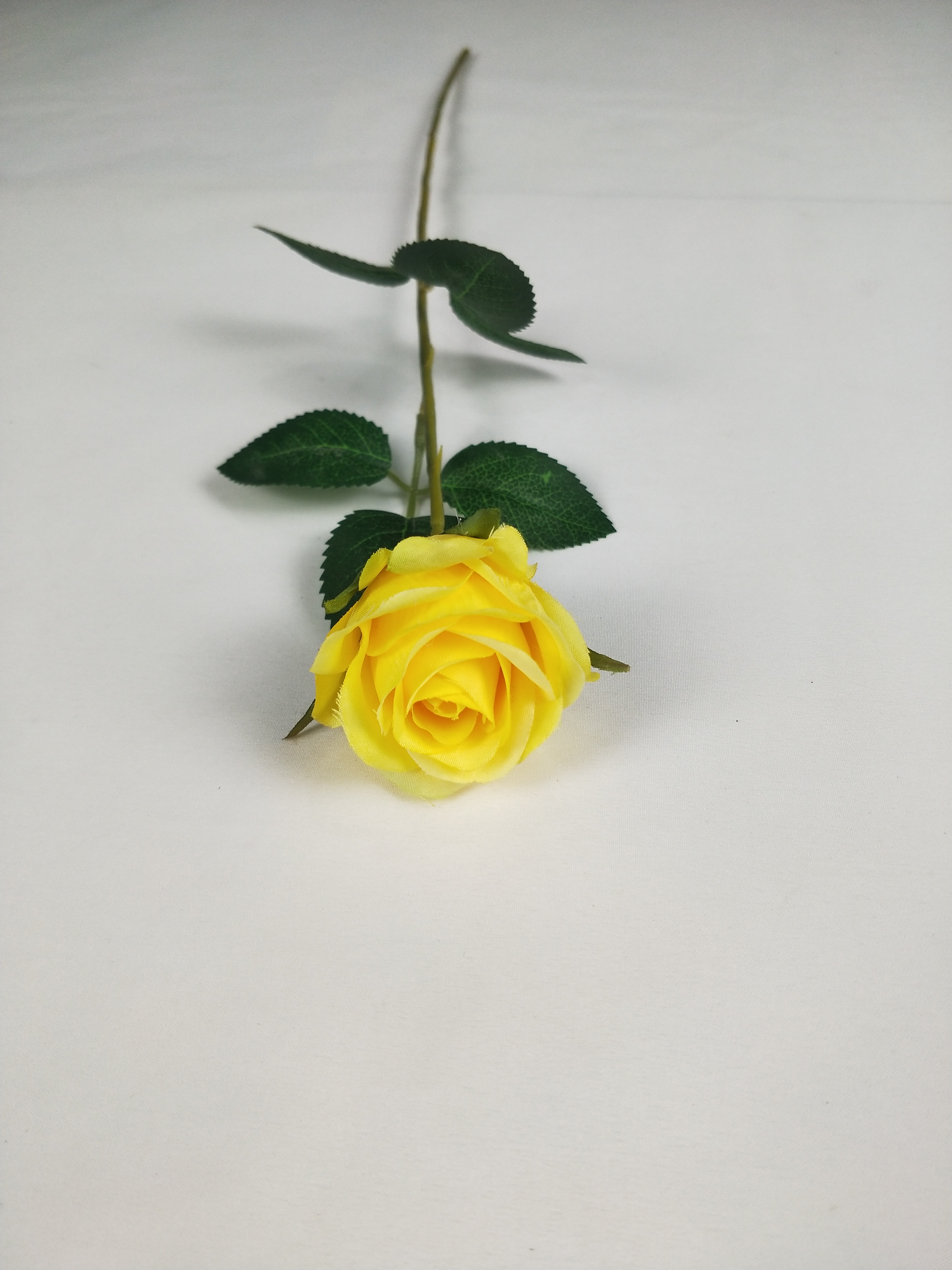 Single mini rose