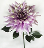 Single dahlias