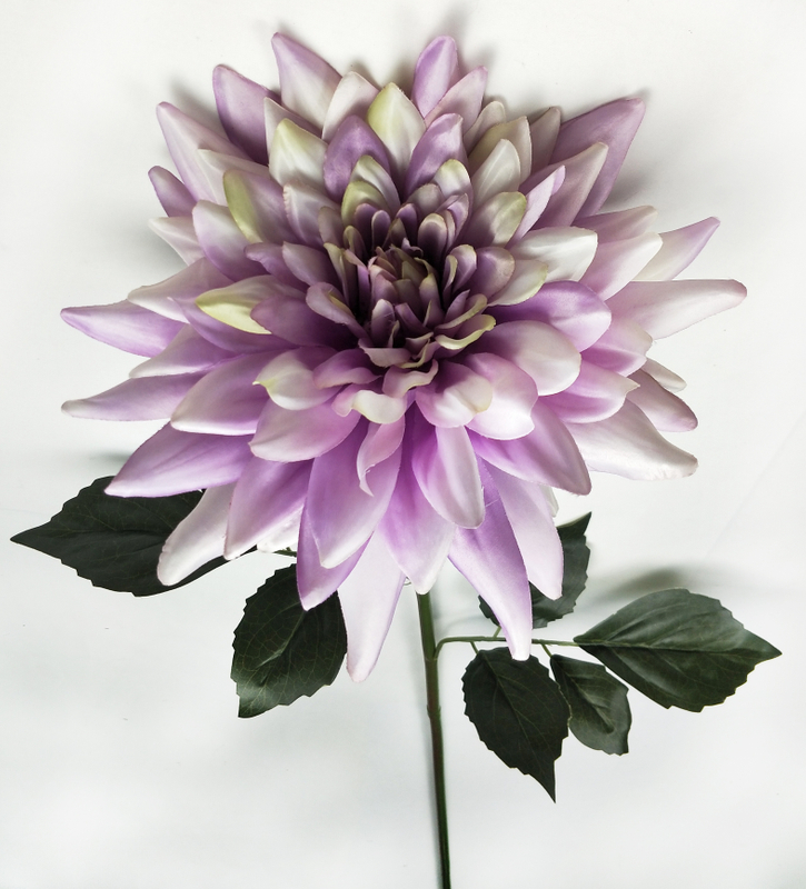 Single dahlias