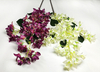 Bougainvillea