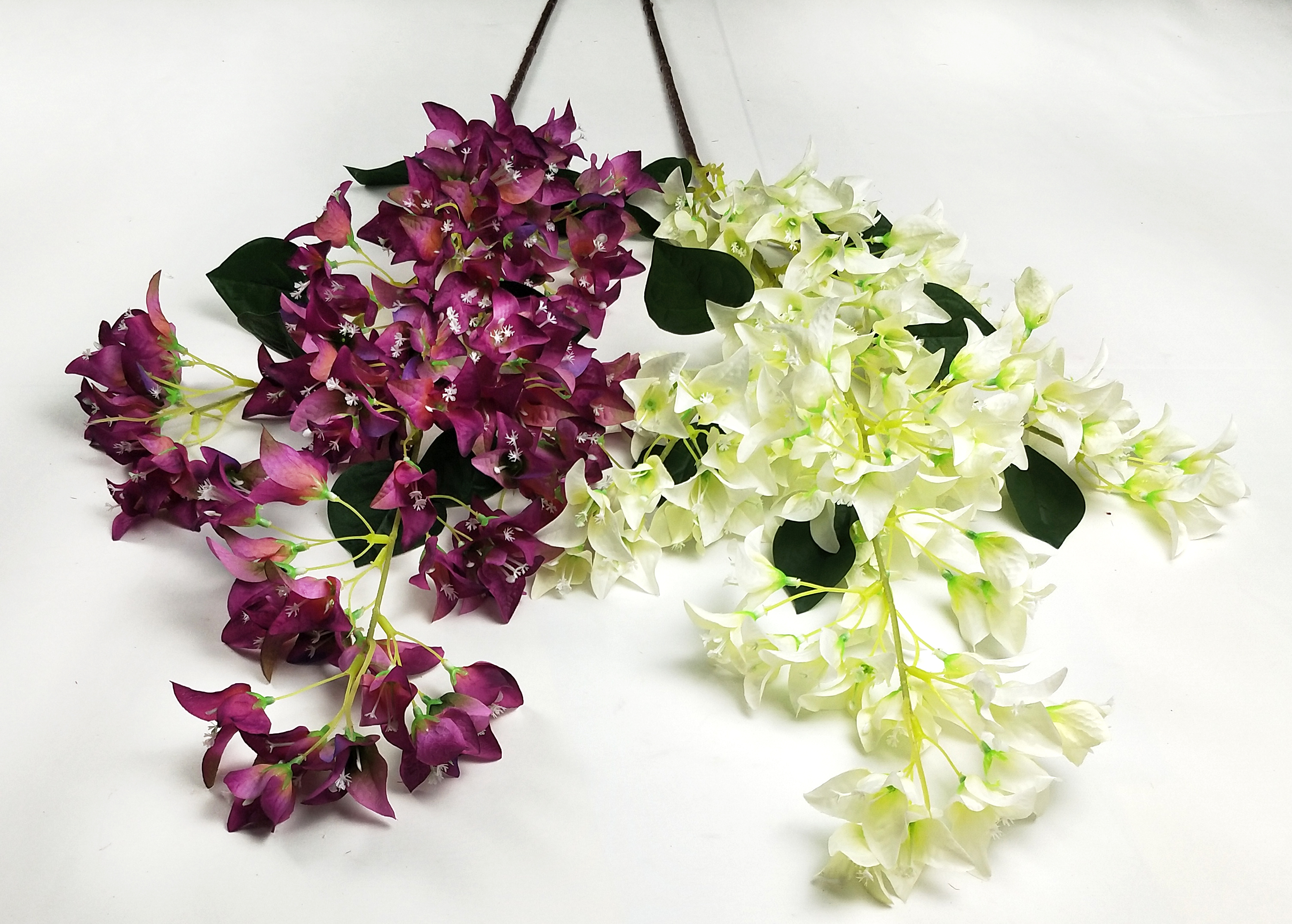 Bougainvillea