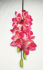 Cymbidium