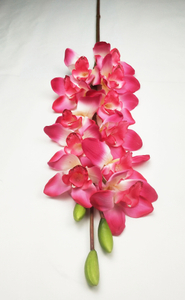 Cymbidium