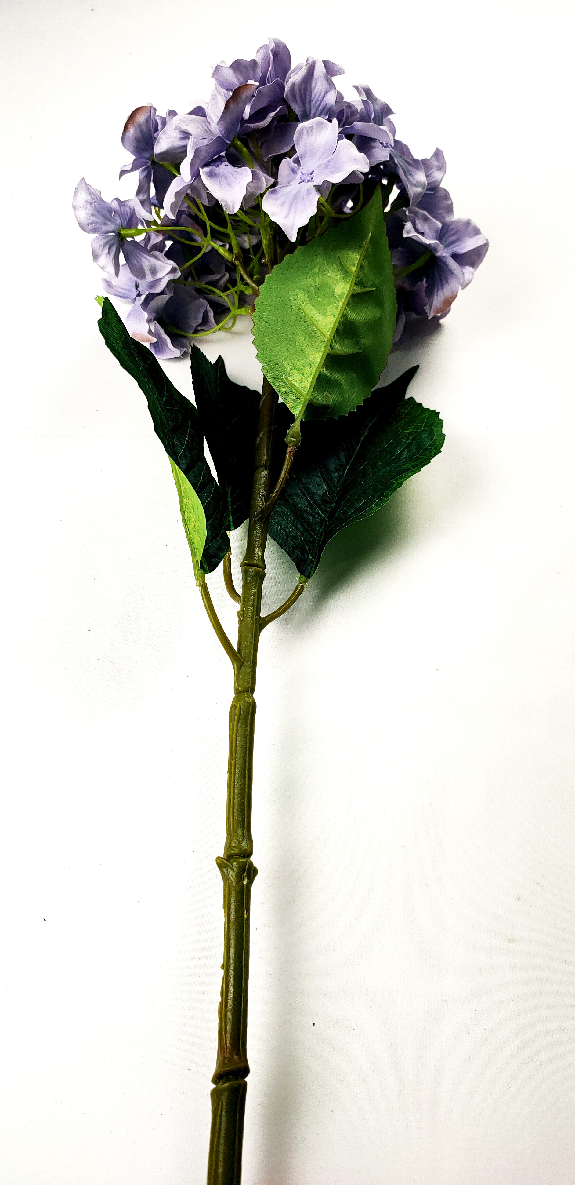 Hydrangea