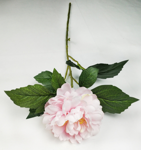 Xishi peony