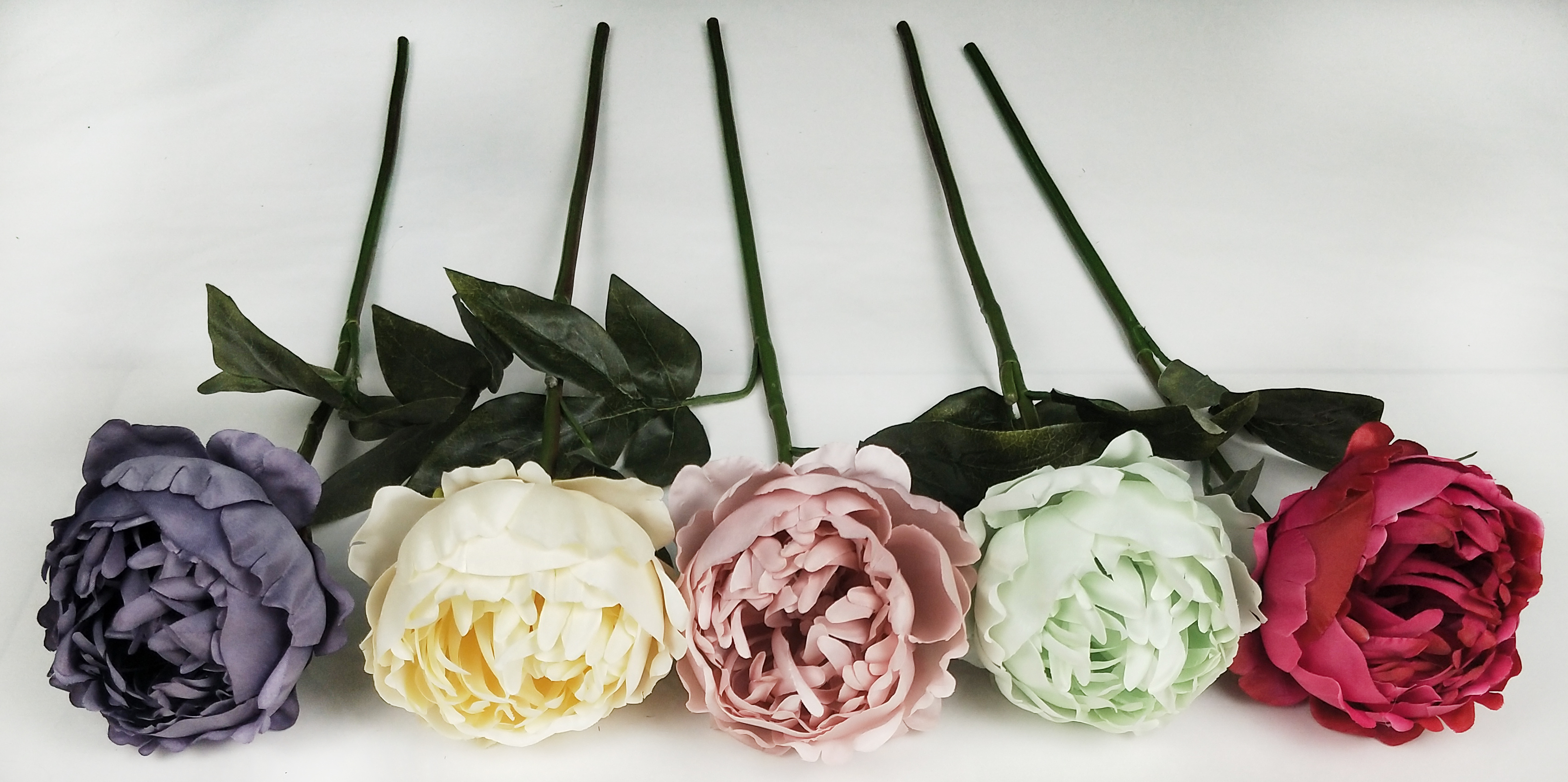 Dongting peony