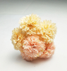 Small chrysanthemum ball-6T