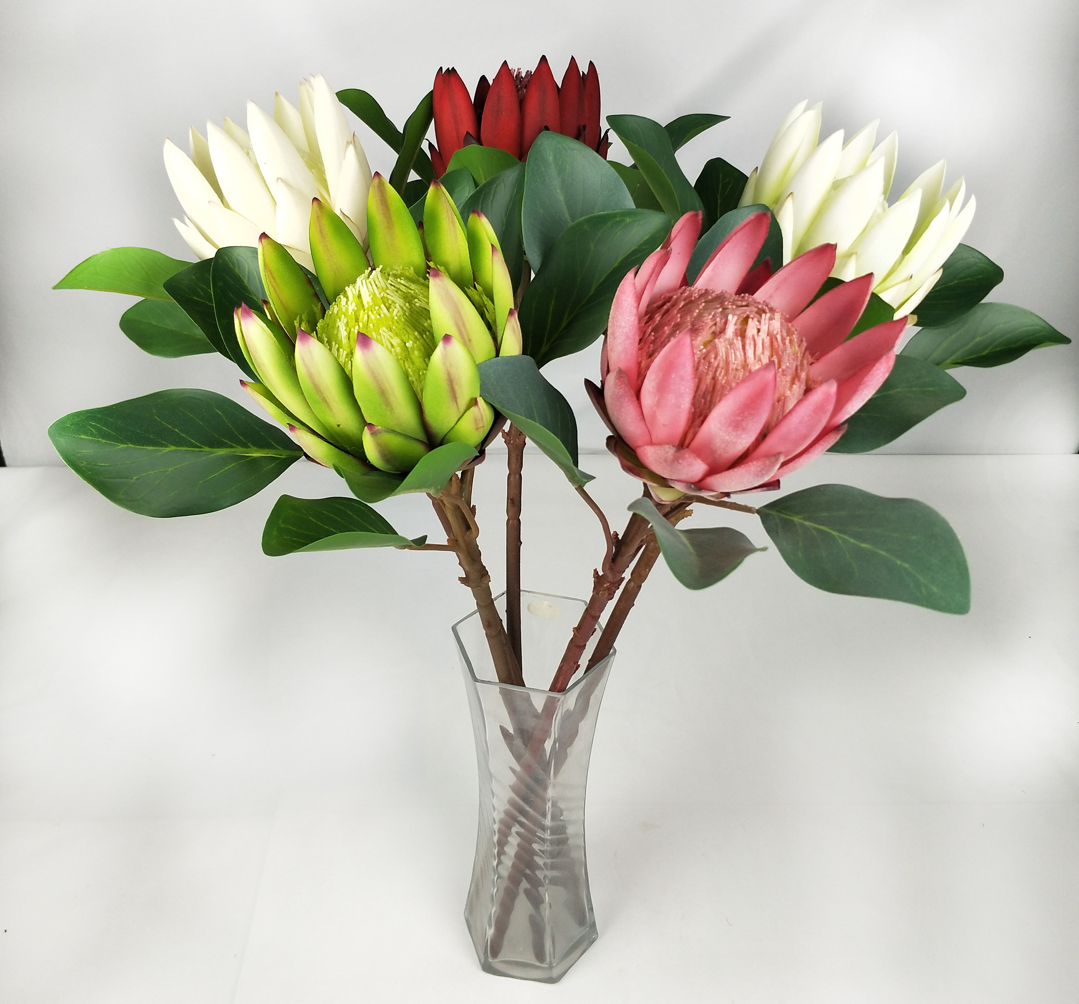 Big Protea