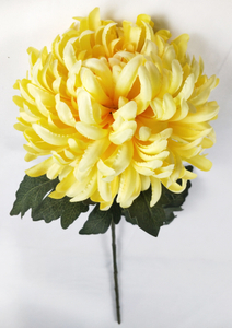 Single large chrysanthemum