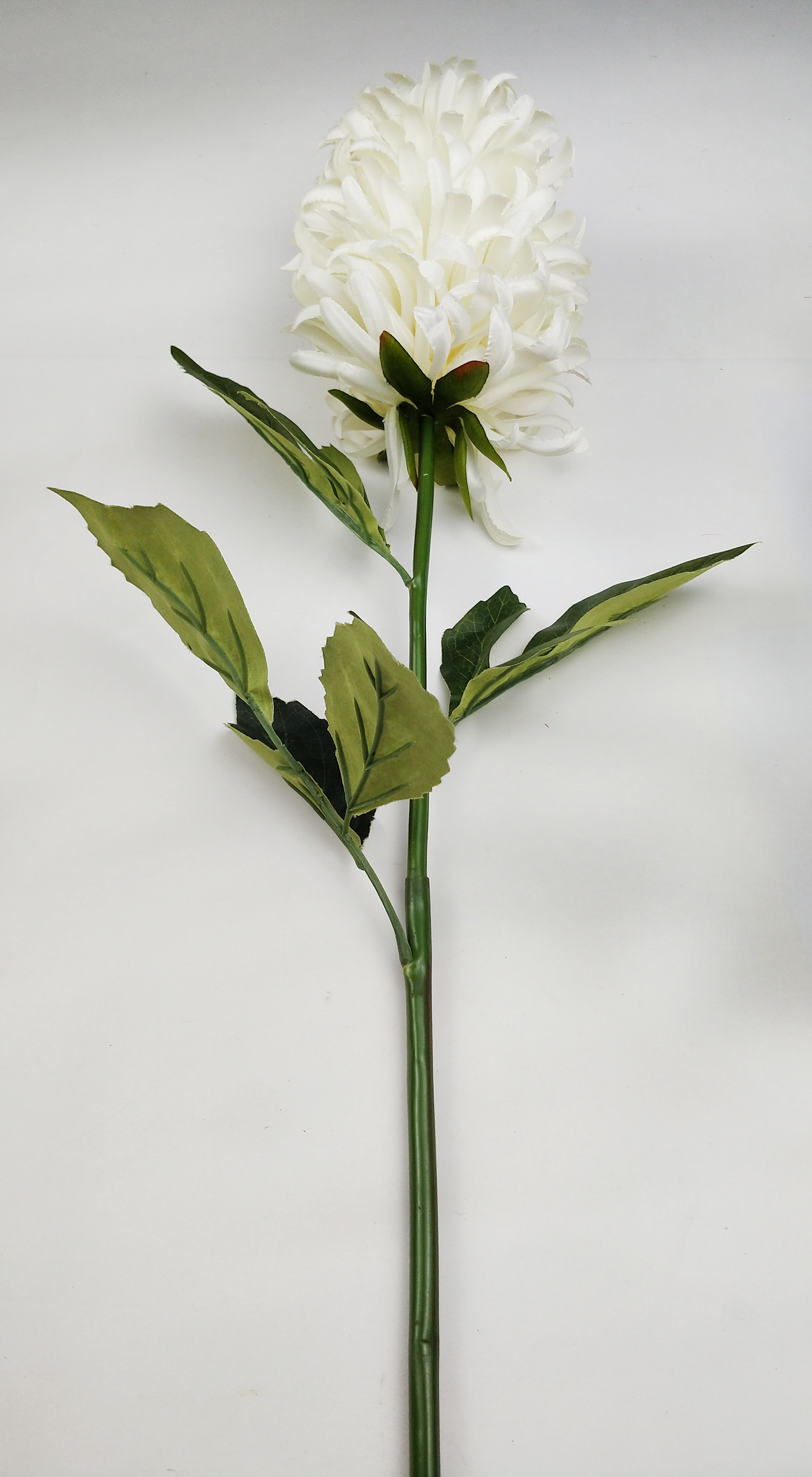 Big head chrysanthemum