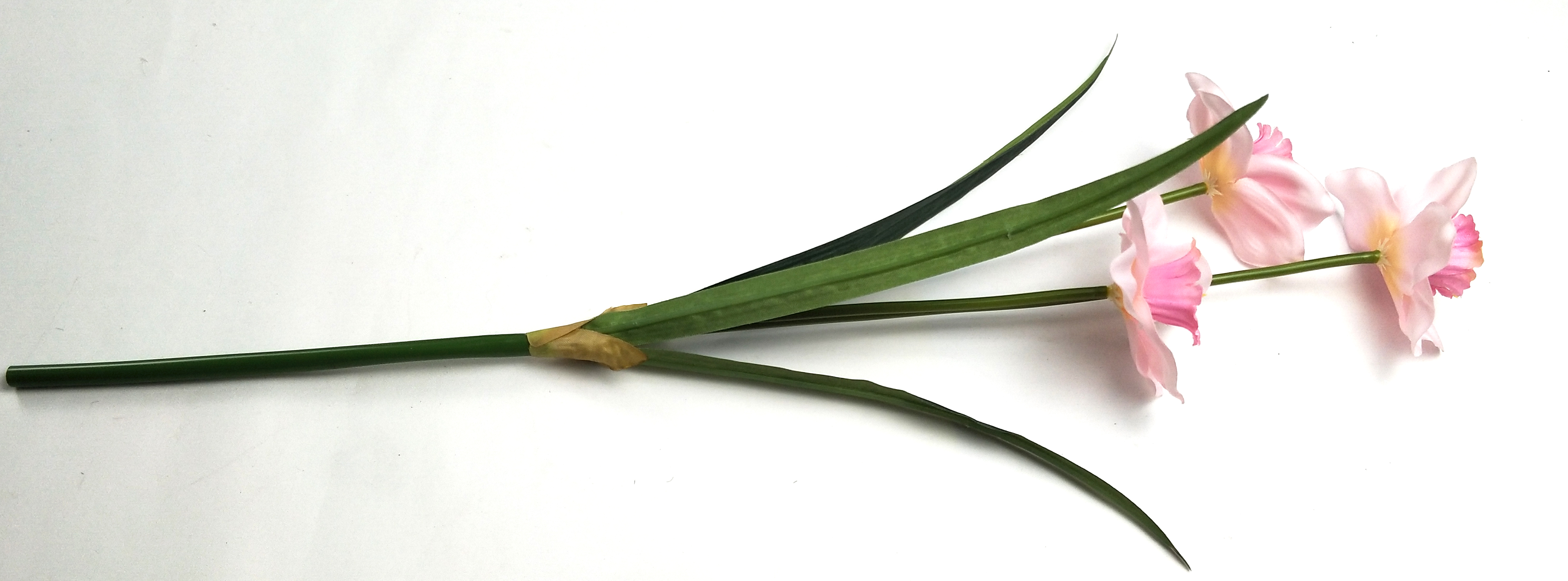 Narcissus