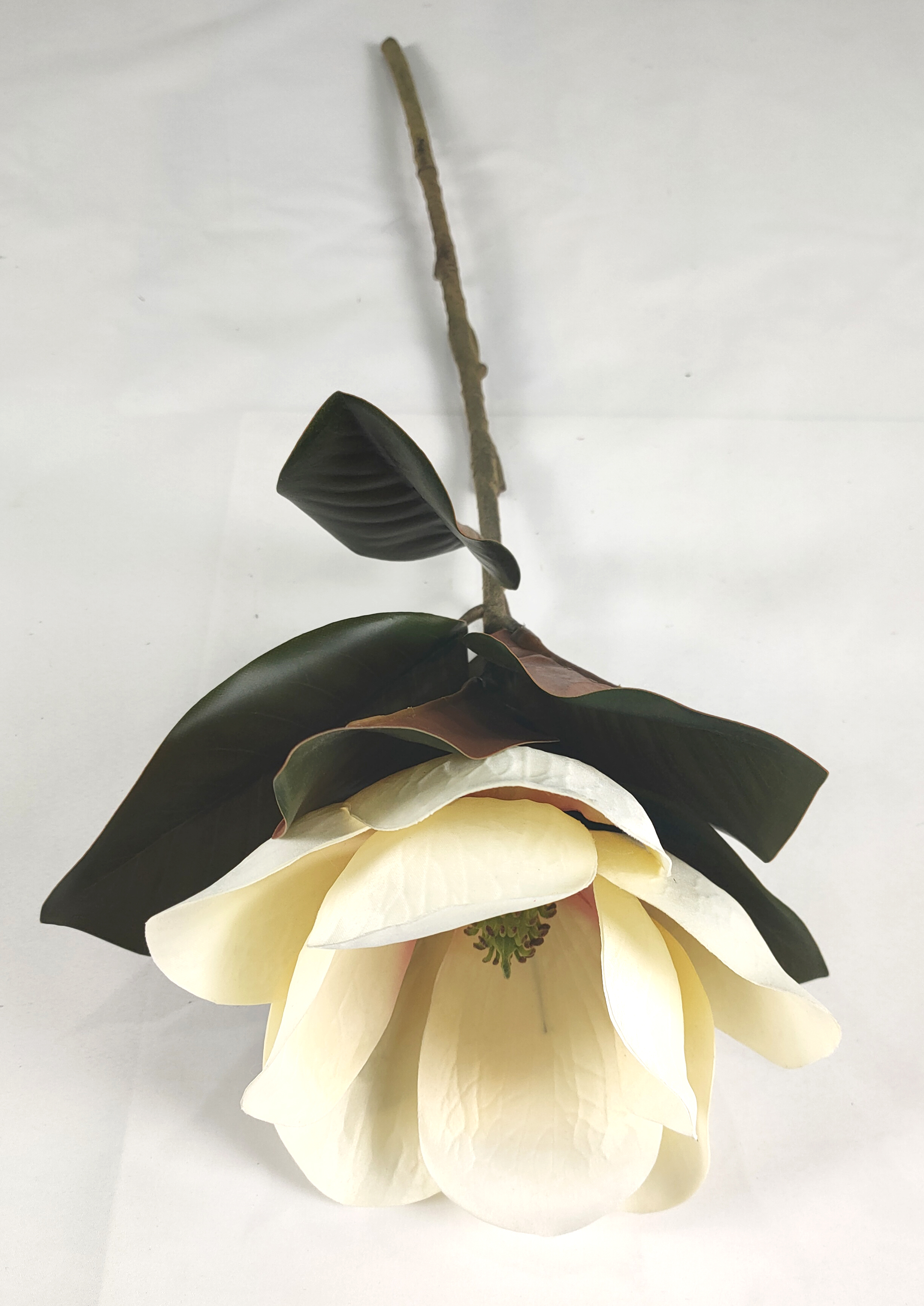 Single magnolia-1T