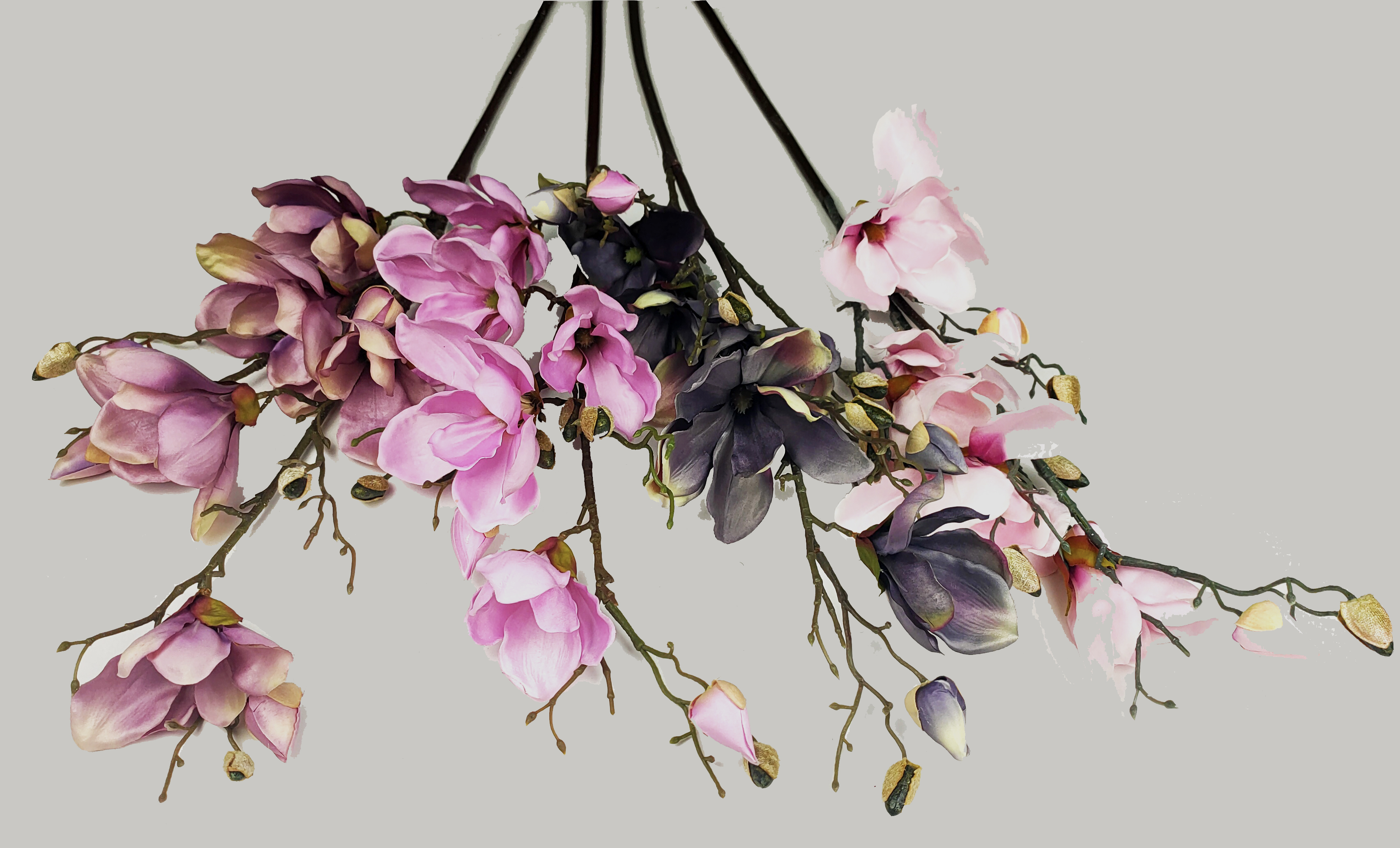 Single branch of magnolias