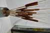 Cattail