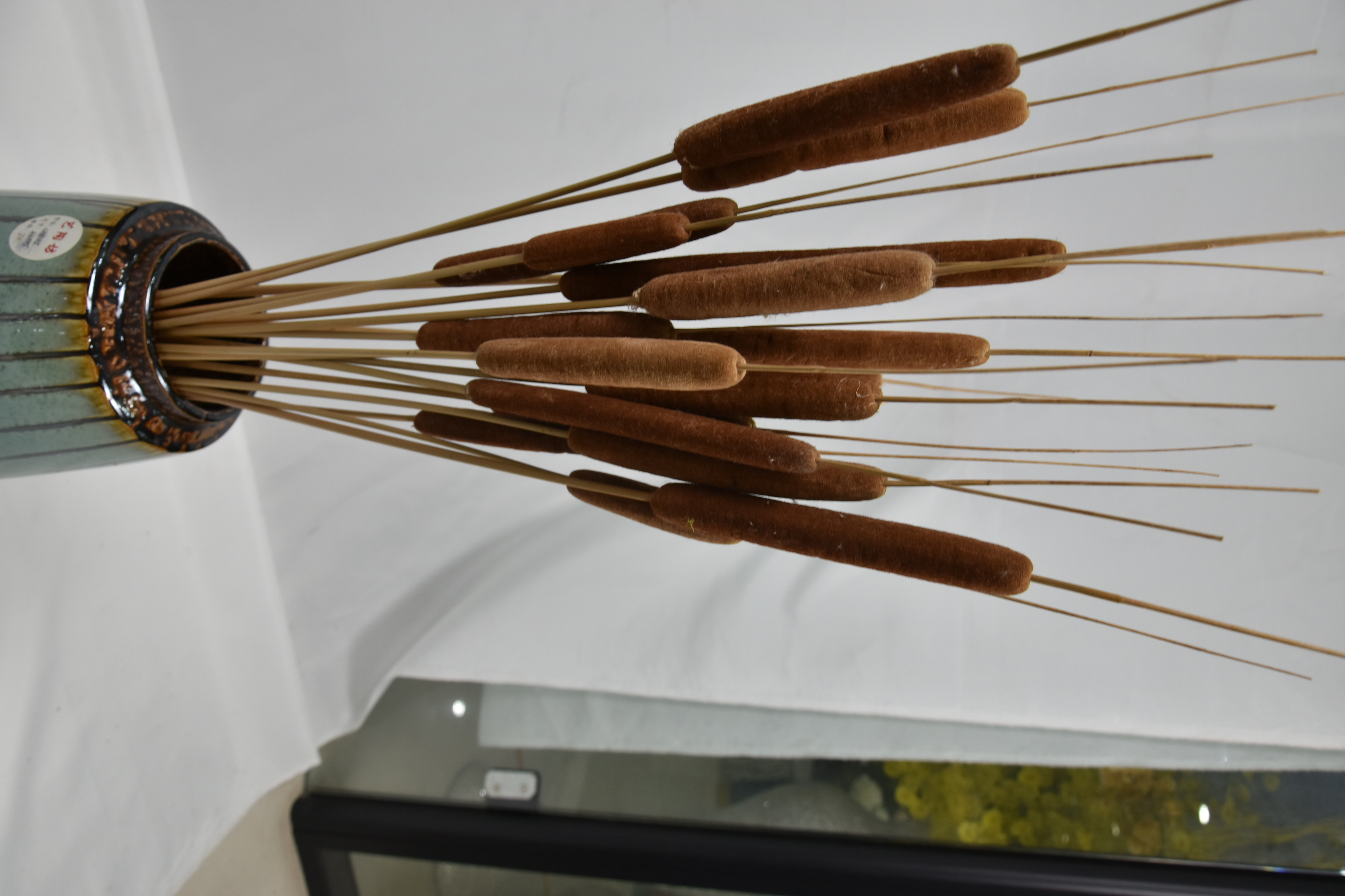 Cattail