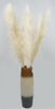 Reed