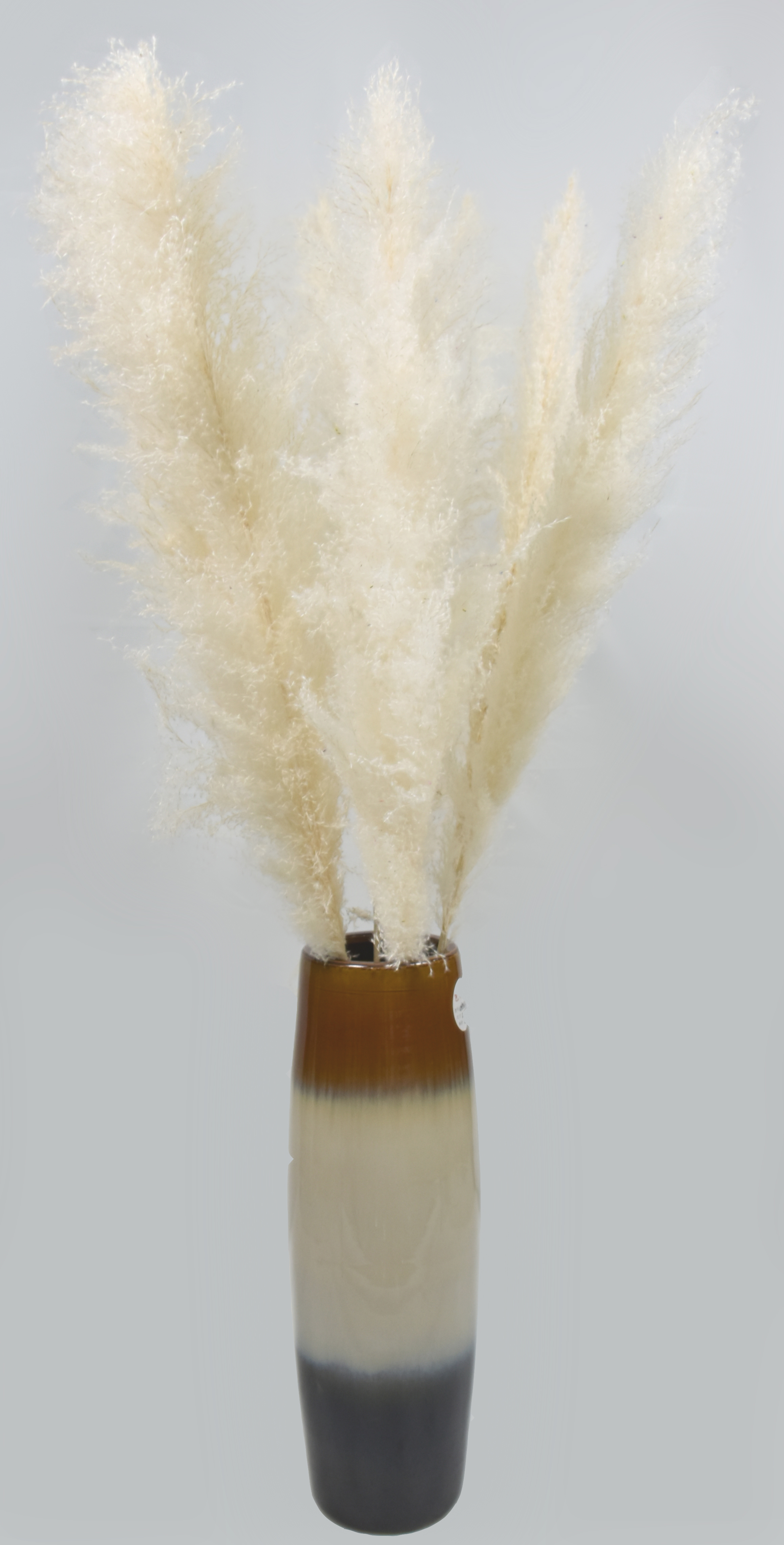 Reed