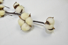5T-Cotton