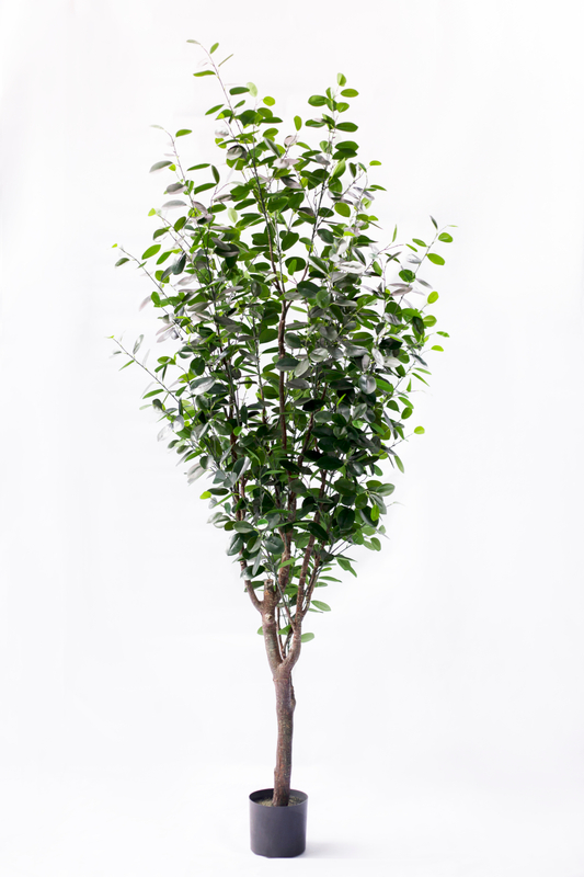 New 260cm Ficus