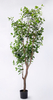 230cm Ficus