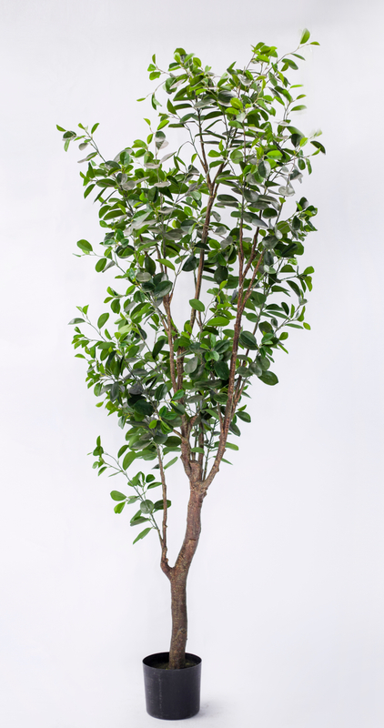 230cm Ficus