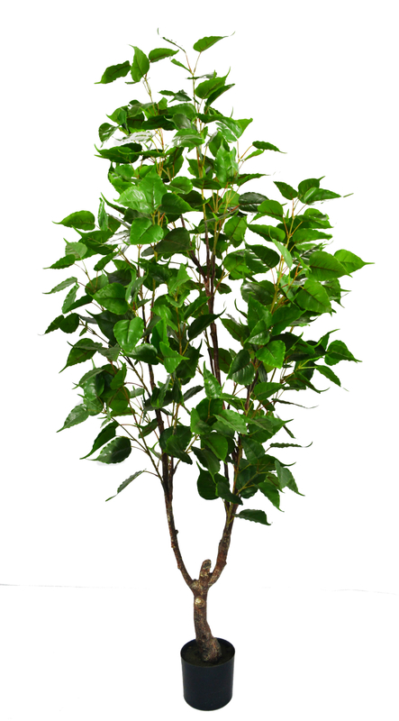 190cm Silver Birch