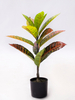 60cm Croton Plant