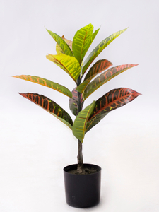 60cm Croton Plant