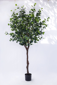 240cm Eucalyptus