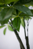140cm Pachira Macrocarpa