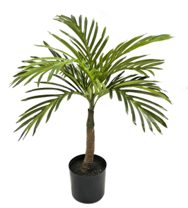 55cm B Mini Areca Palm