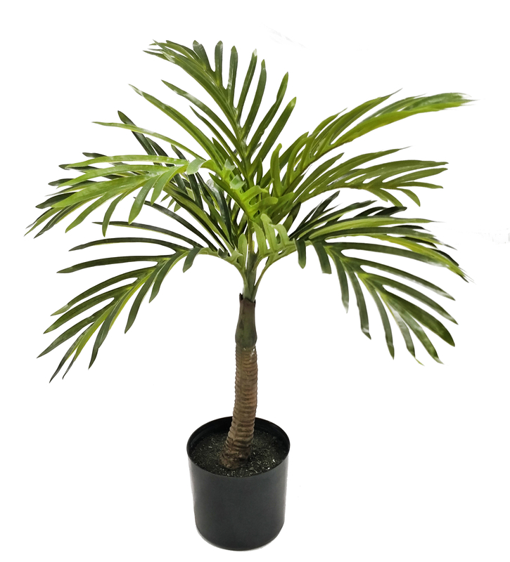 55cm B Mini Areca Palm