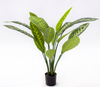90cm A Calathea Zebrina