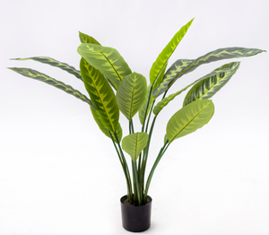 90cm A Calathea Zebrina
