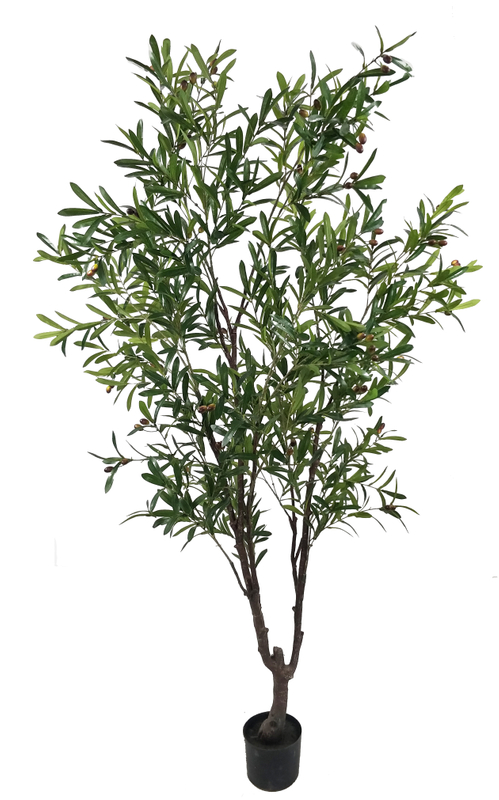 210cm Olive