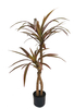105cm Wide Dracaena