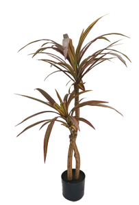 105cm Wide Dracaena